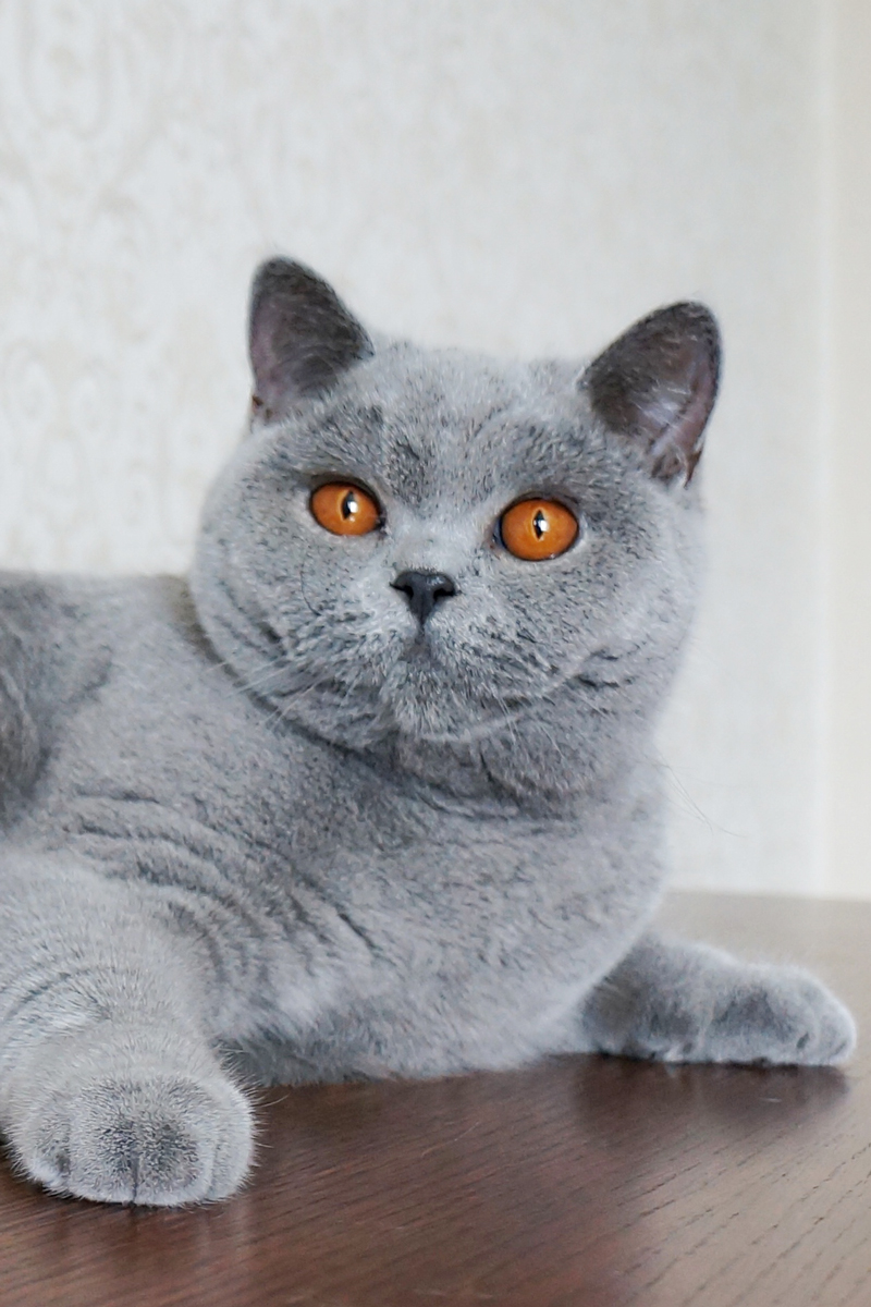 Chartreux cattery hot sale